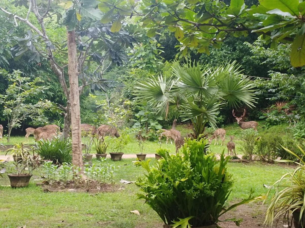 Deer Garden Guest Hotel Polonnaruwa Exterior photo
